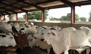 Read more about the article Ogun Court Jails Fulani Herder for Stealing 259 Cattle In Abeokuta