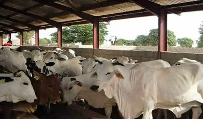 You are currently viewing Ogun Invites Investors In Cattle Ranching
