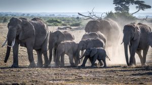 Read more about the article Elephants Invade Parts of Ijebu East, Destroy Farmland, Injure Farmer