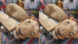 Read more about the article Hunters Kill Marauding Lion In Borno