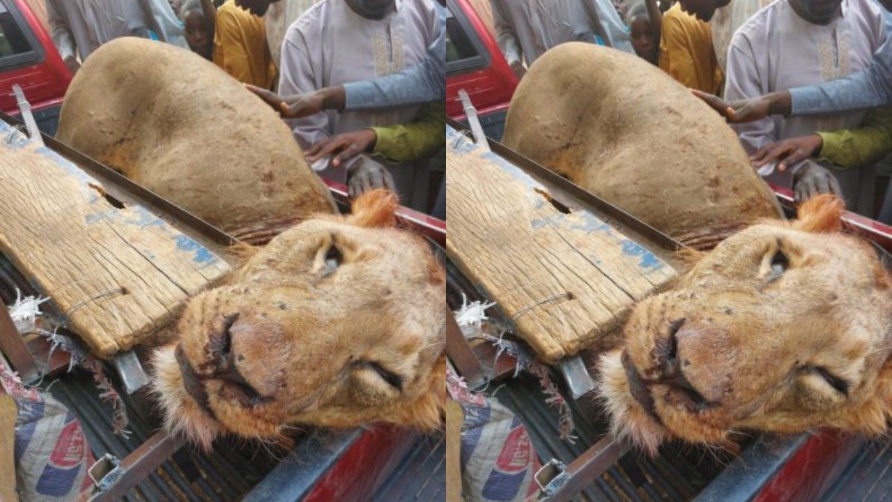 You are currently viewing Hunters Kill Marauding Lion In Borno