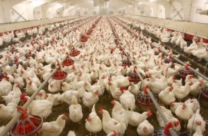 Read more about the article Poultry Producers Threaten to Shut Down