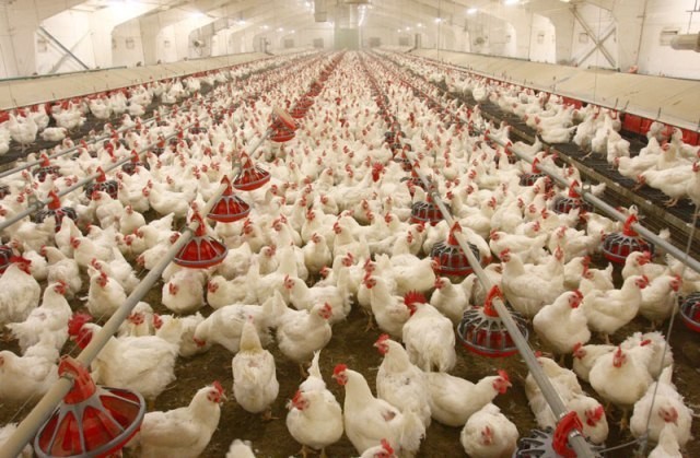 You are currently viewing Poultry Producers Threaten to Shut Down