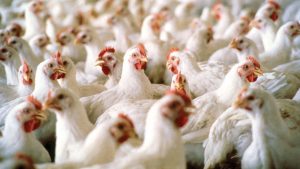 Read more about the article Poultry Product Producers Cry Out On High Cost of Input