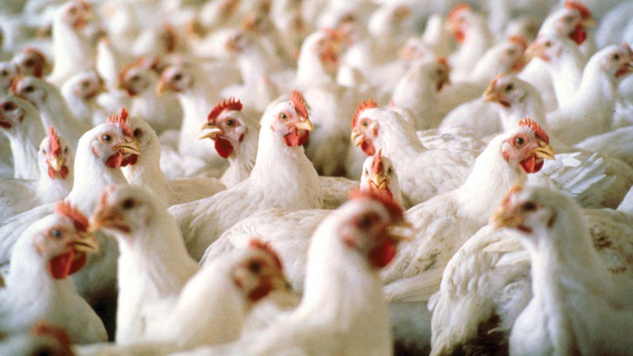 You are currently viewing Poultry Product Producers Cry Out On High Cost of Input