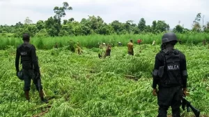 Read more about the article Large Marijuana Farm Uncovered In Ogun