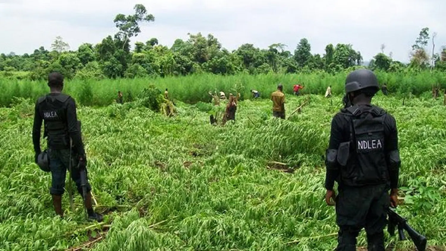 You are currently viewing Large Marijuana Farm Uncovered In Ogun