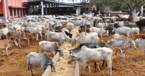 Residents in Lagos Consume 328 Billion Naira Beef Yearly