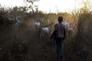 Read more about the article Security Operatives Raid Forests in Ogun Border Over Influx of Herders 