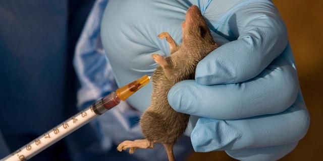 Read more about the article Death Toll From Lassa Fever Hits 176