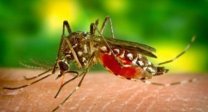 Malaria Mosquito From Asia Spreading To Africa