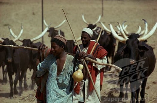 FULANI COMMUNITY SAYS THEY ARE BEING TAGGED AS BANDITS OR KIDNAPPERS IN OGUN