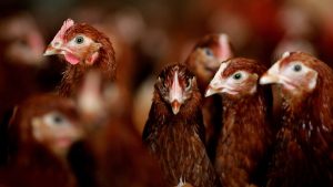 Eggs Off The Menu As Japan Battles Bird Flu Crisis