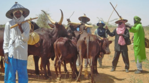 Myetti Allah Cries Out Over Killing If Fulani Herders In Sokoto