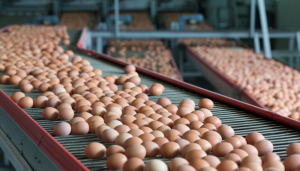 Ogun Mops Unsold Stockpile Of Eggs To Reduce Loss Of Poultry Farmers