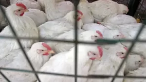 Brazil Declares Animal Health Emergency To Fight Avian Flu
