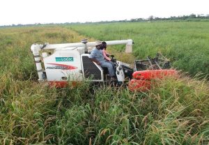 Ogun Sets to Create Mega Rice Project, To Make Imeko Afon Nigeria’s Bread Basket