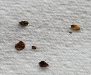 Algeria Tightens Health Measures to Contain Bed Bug Spread from France