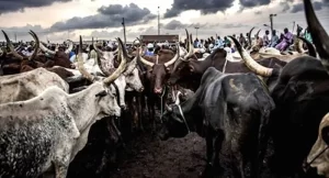 Ogun Gives Deadline to Illegal Cow Sellers, Traders to Vacate Kara on Lagos-Ibadan Road