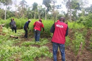 NDLEA Destroys Cannabis in Ogun Forest
