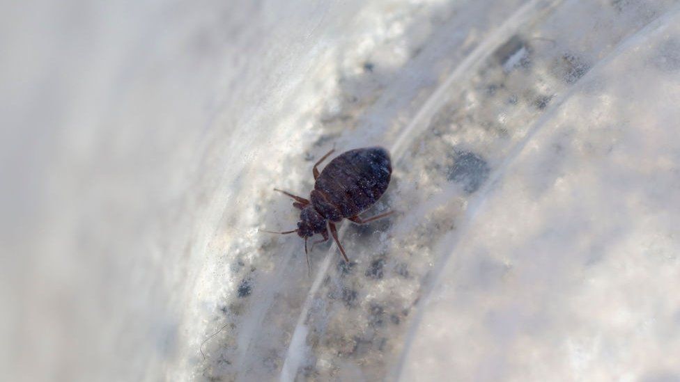 South Korea Fights Bedbugs to calm Public Jitters