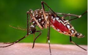 Dengue Fever Outbreak Spreads in Sokoto