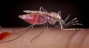 New Species of Mosquito Threatens Anti-Malaria Fight in Africa