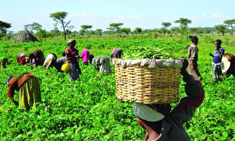 Ogun State Initiates Farmers Training To Tackle Food Insecurity
