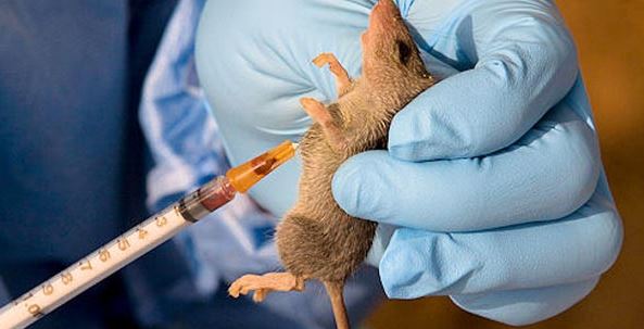 Lassa Fever Claims 72 Lives Nationwide in the First Six Weeks of 2024 Says NCDC