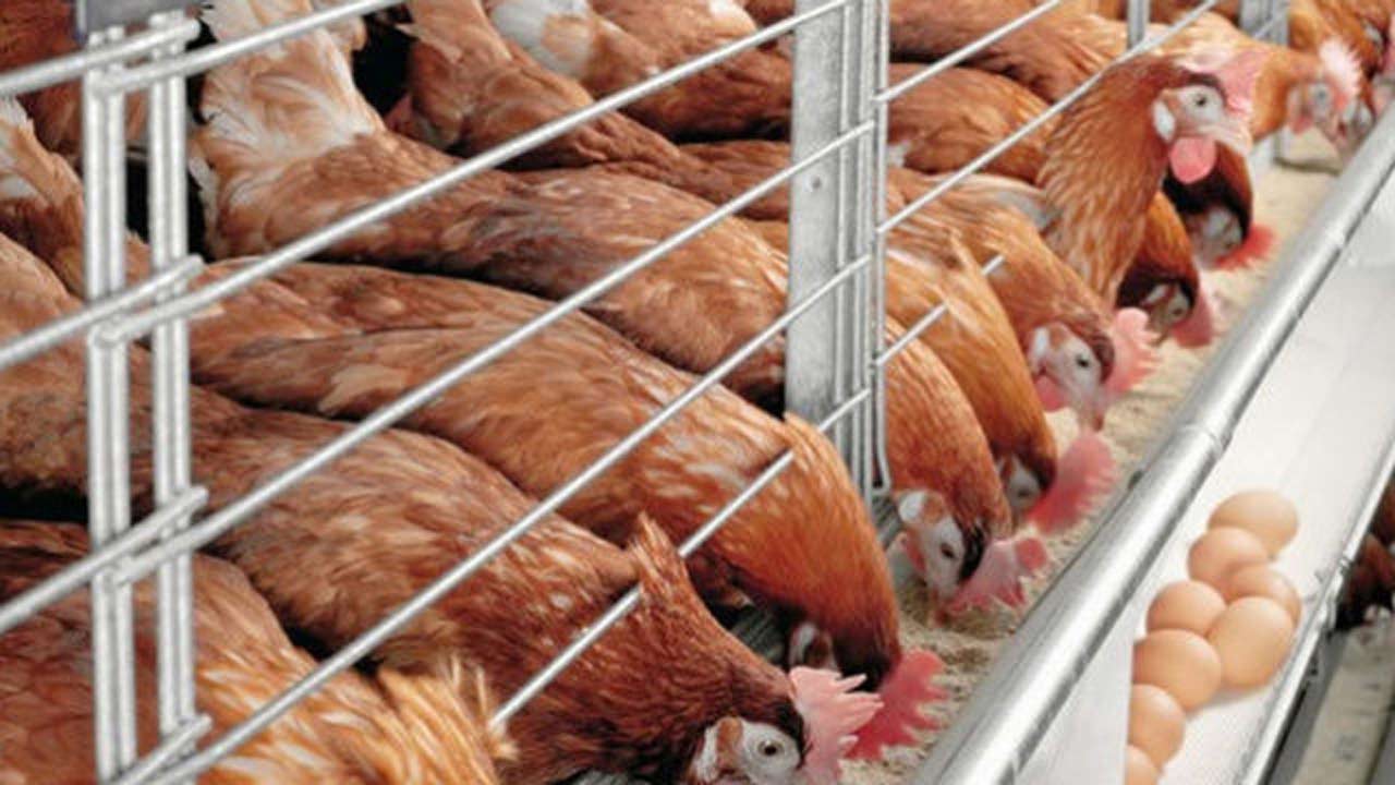 Ogun Poultry Farmers Urged To Plant Maize to Tackle Grain Shortage in the Poultry Sector