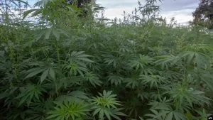 Eswatini Moves to Revise Law to Legalize Medical Cannabis